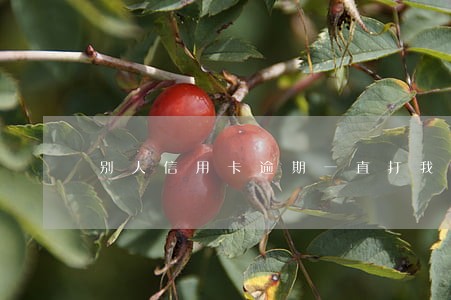 别人信用卡逾期一直打我电话 别人信用卡逾期一直打我电话