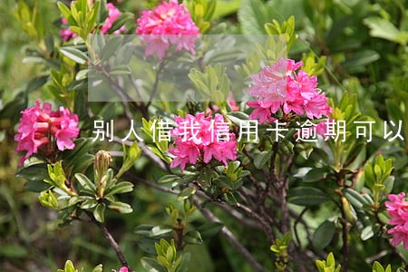 别人借我信用卡逾期可以起诉 别人借我信用卡逾期可以起诉