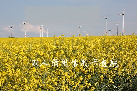 别人借用信用卡逾期