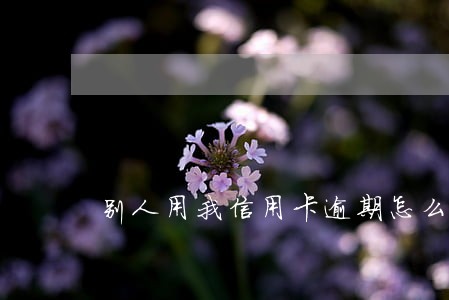 别人用我信用卡逾期怎么办