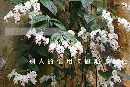 别人的信用卡逾期了没还