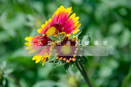 别人贷款逾期被骚扰 别人贷款逾期被骚扰