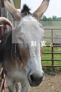 别克gl8逾期信息未接收故障 别克gl8逾期信息未接收故障