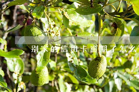 别家的信用卡逾期了怎么办 别家的信用卡逾期了怎么办