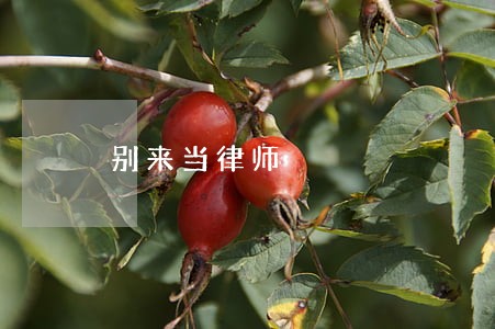别来当律师 别来当律师