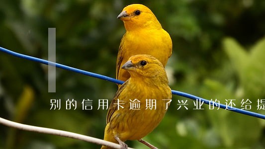 别的信用卡逾期了兴业的还给提额 别的信用卡逾期了兴业的还给提额