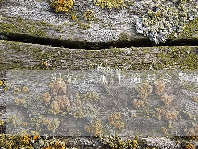 别的信用卡逾期会影响去大本吗