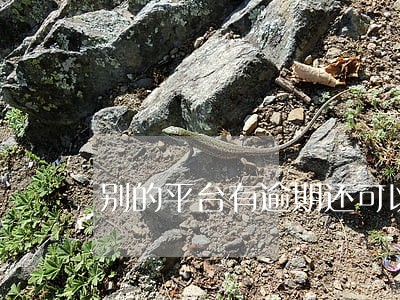 别的平台有逾期还可以贷款吗 别的平台有逾期还可以贷款吗