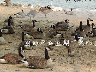 别的网贷逾期了影响美团 别的网贷逾期了影响美团