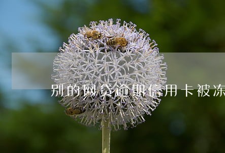 别的网贷逾期信用卡被冻结 别的网贷逾期信用卡被冻结