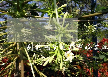 别的网贷逾期影响芝麻