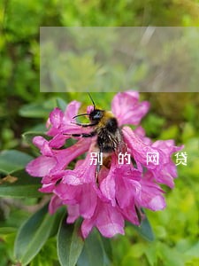 别的网贷逾期影响贷上钱借款吗 别的网贷逾期影响贷上钱借款吗