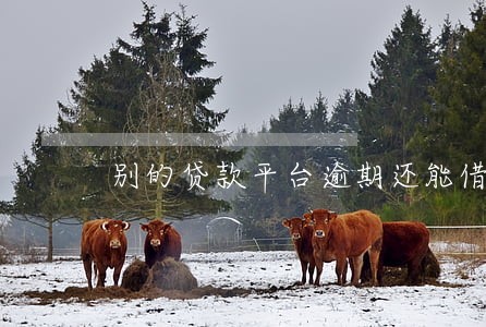 别的贷款平台逾期还能借吗 别的贷款平台逾期还能借吗