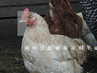 别的贷款逾期花呗不能用了 别的贷款逾期花呗不能用了