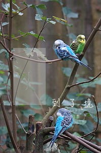 到了境外信用卡逾期会被遣返吗