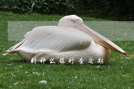 到什么银行查逾期