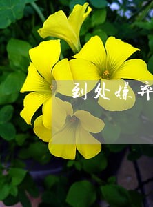 到处嫌弃媳妇的男人还不肯离婚 到处嫌弃媳妇的男人还不肯离婚