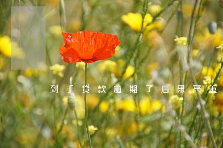 到手贷款逾期了后果严重吗 到手贷款逾期了后果严重吗
