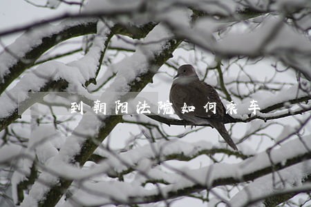 到朝阳法院如何乘车 到朝阳法院如何乘车