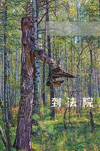 到法院起诉多长时间受理