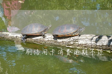 刷信用卡消费逾期不还 刷信用卡消费逾期不还