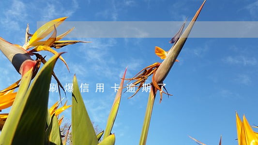 刷爆信用卡逾期了