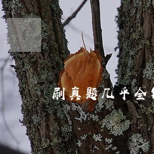 刷真题几乎全错 刷真题几乎全错