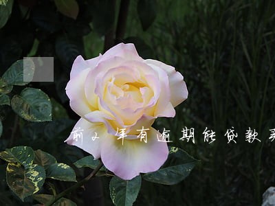 前2年有逾期能贷款买车吗 前2年有逾期能贷款买车吗