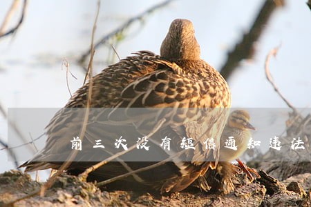前三次没有短信通知违法 前三次没有短信通知违法