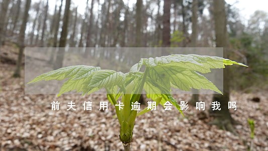 前夫信用卡逾期会影响我吗 前夫信用卡逾期会影响我吗