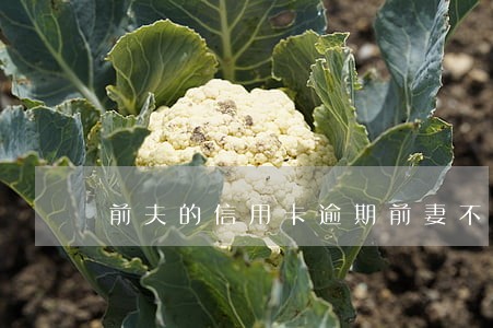 前夫的信用卡逾期前妻不知情 前夫的信用卡逾期前妻不知情