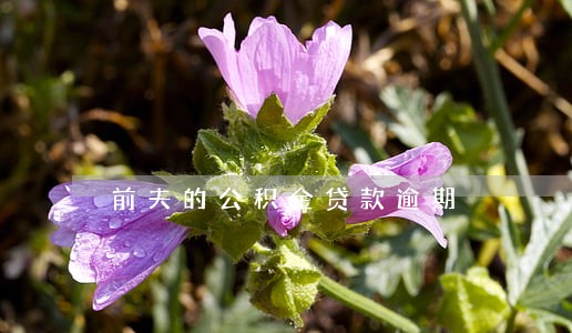 前夫的公积金贷款逾期