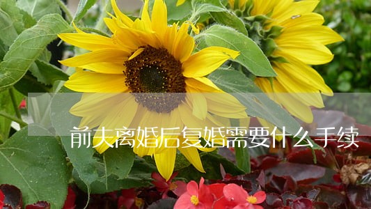 前夫离婚后复婚需要什么手续 前夫离婚后复婚需要什么手续