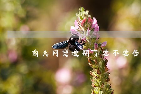 前夫网贷逾期了要不要告诉他父母 前夫网贷逾期了要不要告诉他父母