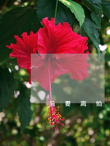 前妻离婚了还跟你见面 前妻离婚了还跟你见面