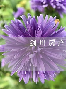 剑川房产纠纷律师电话 剑川房产纠纷律师电话
