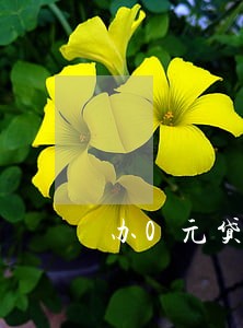 办0元贷手机逾期了 办0元贷手机逾期了