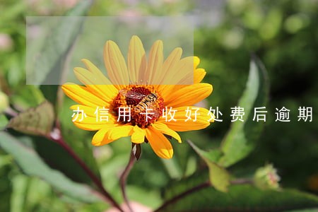 办信用卡收好处费后逾期