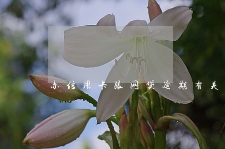 办信用卡跟网贷逾期有关系 办信用卡跟网贷逾期有关系