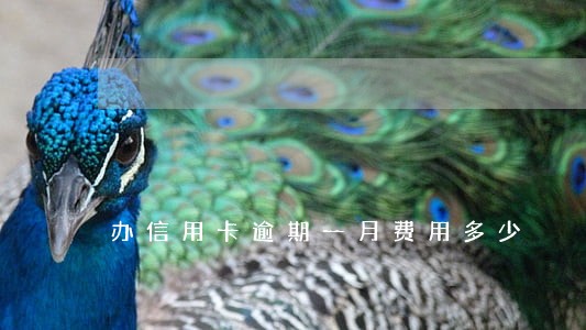 办信用卡逾期一月费用多少 办信用卡逾期一月费用多少