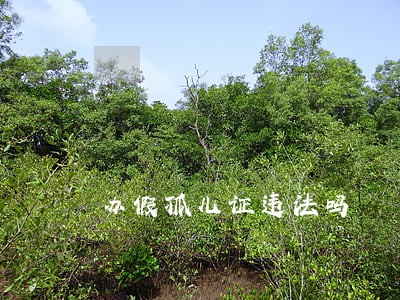 办假孤儿证违法吗 办假孤儿证违法吗