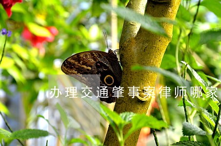 办理交通肇事案律师哪家强 办理交通肇事案律师哪家强