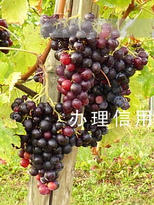 办理信用卡逾期证明怎么写 办理信用卡逾期证明怎么写
