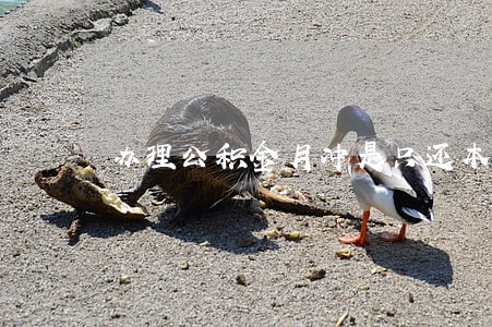 办理公积金月冲是只还本金部分吗