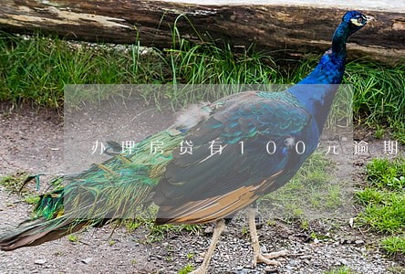 办理房贷有100元逾期 办理房贷有100元逾期
