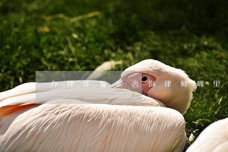 办理诈骗案咨询律师哪里找 办理诈骗案咨询律师哪里找