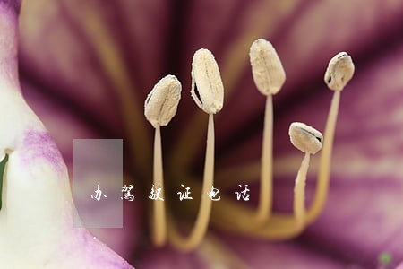 办驾驶证电话