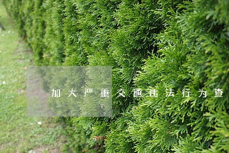 加大严重交通违法行为查处力度 加大严重交通违法行为查处力度