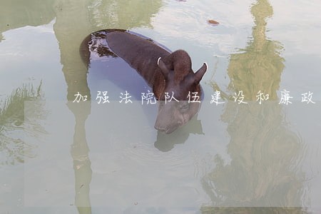 加强法院队伍建设和廉政建设