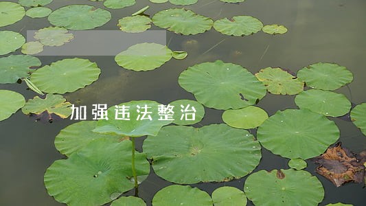 加强违法整治 加强违法整治